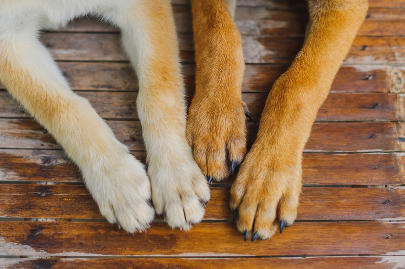 dogs feet