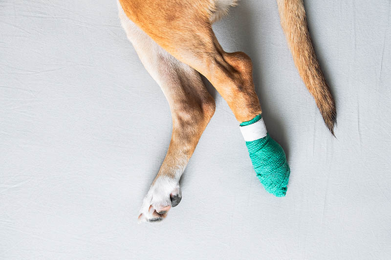 dog's paw with bandage