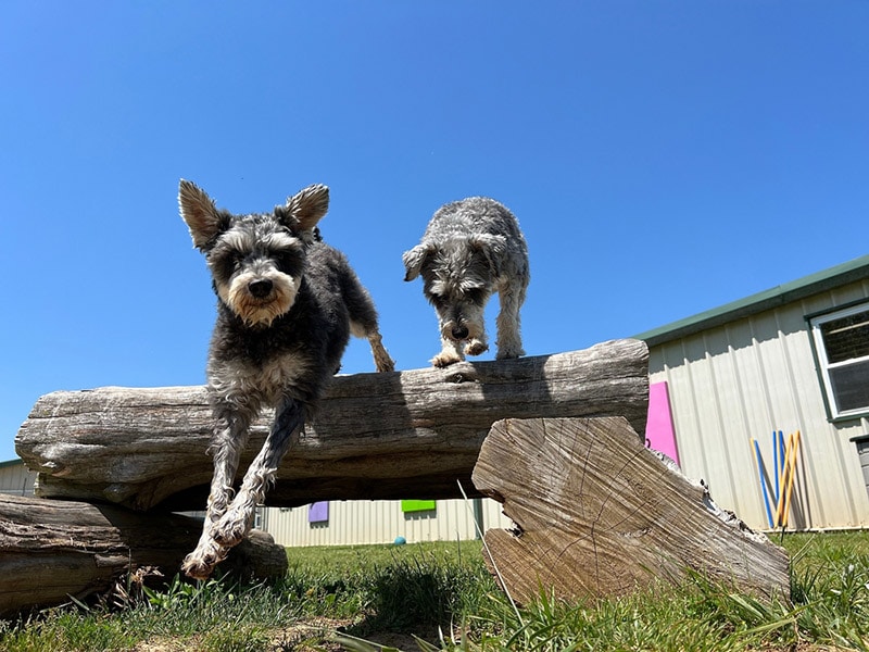 dogs playing outside at daycare facility