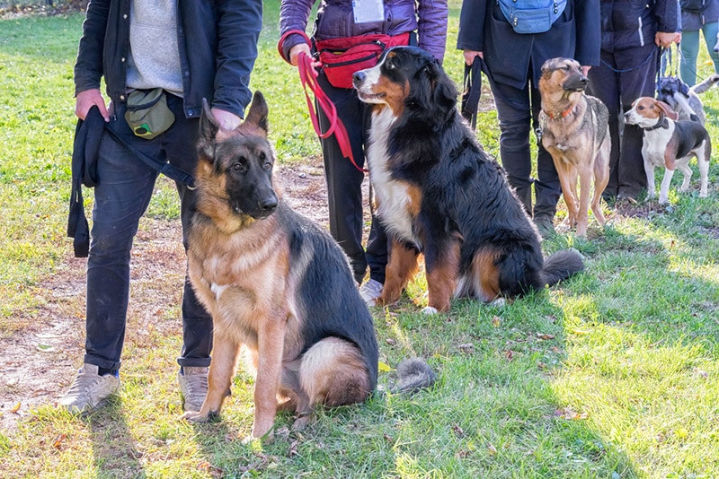 dogs with owners at dog training class