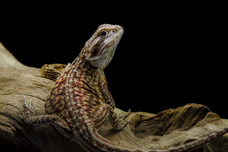 Do Bearded Dragons Change Color? Facts & FAQs | Hepper