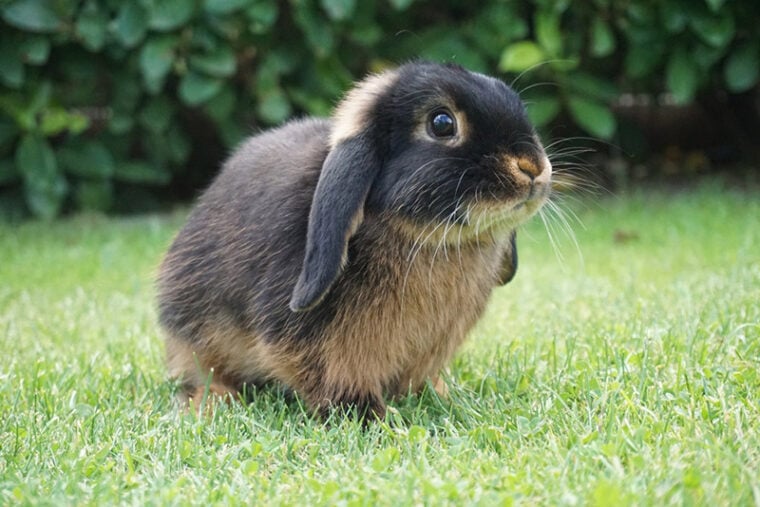Do Rabbits Have a Good Sense of Smell? Vet Approved Explanation & Facts
