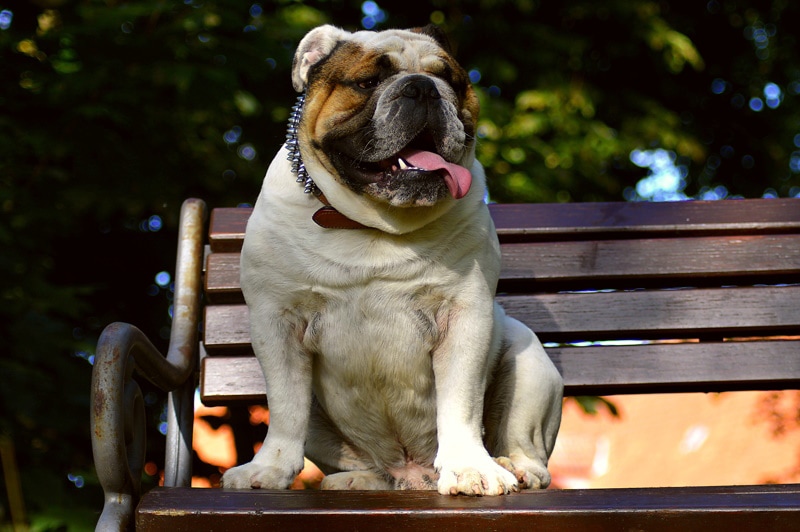 english bulldog sitting on the bench