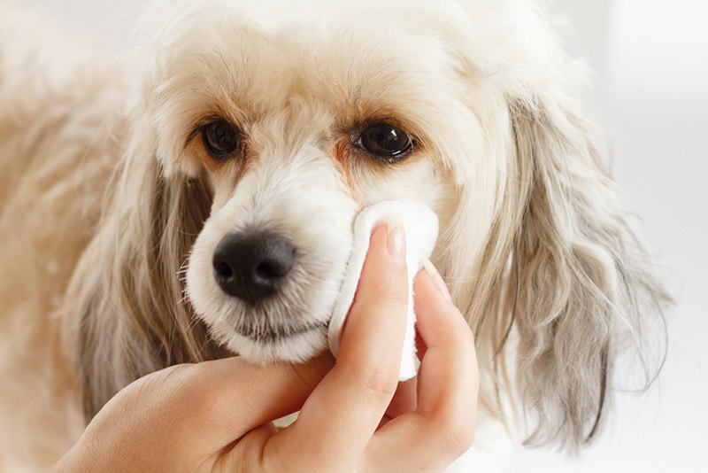 female hands cleaning chinese downy crested dog with wipes