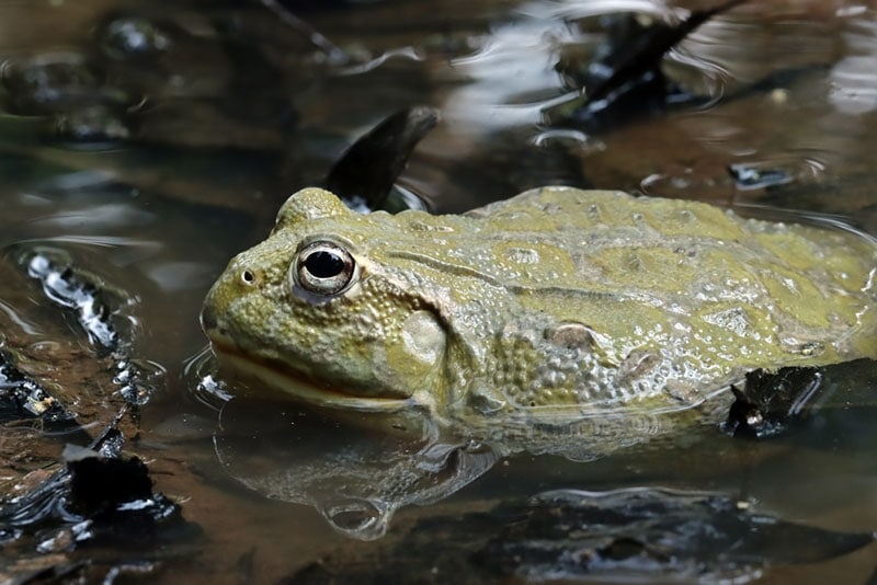 female pixie frog or african bullfrog hiding in the water
