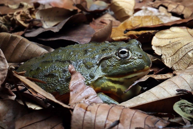 Male vs. Female Pixie Frog: The Differences (With Pictures) – MeowMyBark