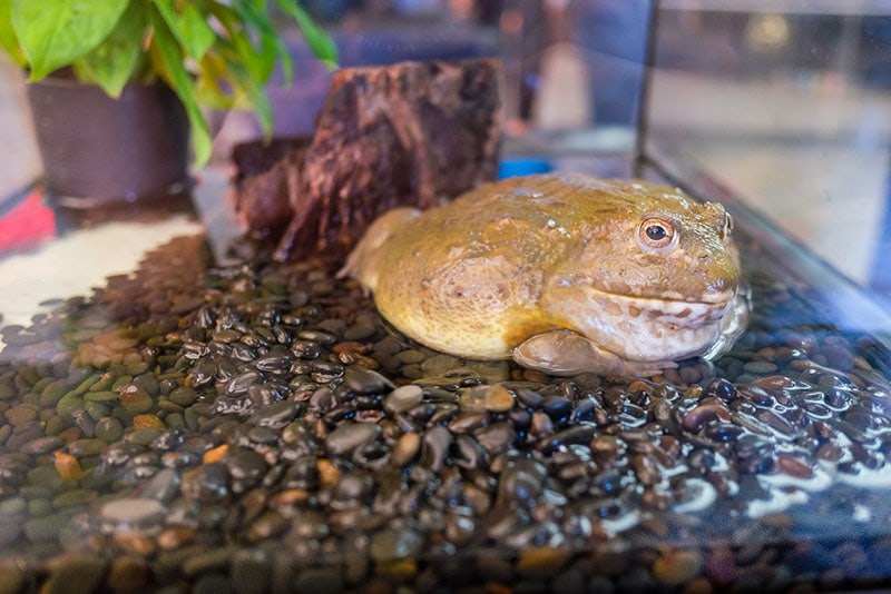 female pixie frog or african bullfrog inside the tank