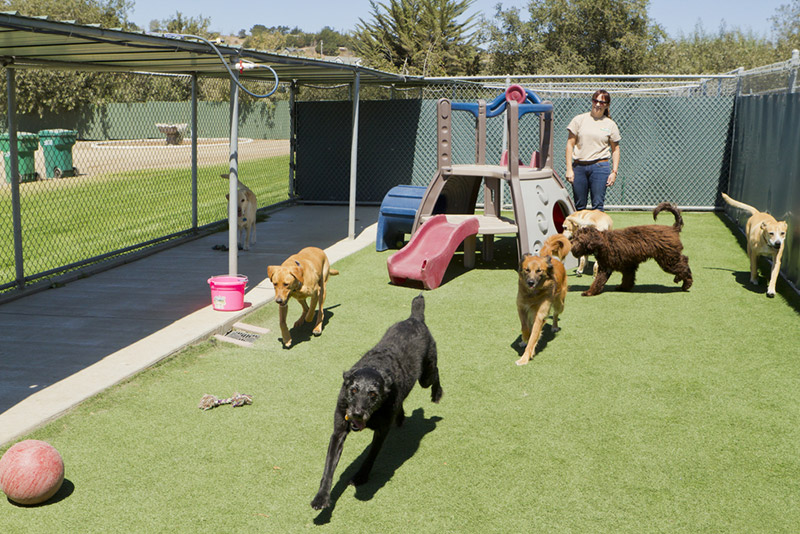 female staff member at the daycare supervises several dogs playing together