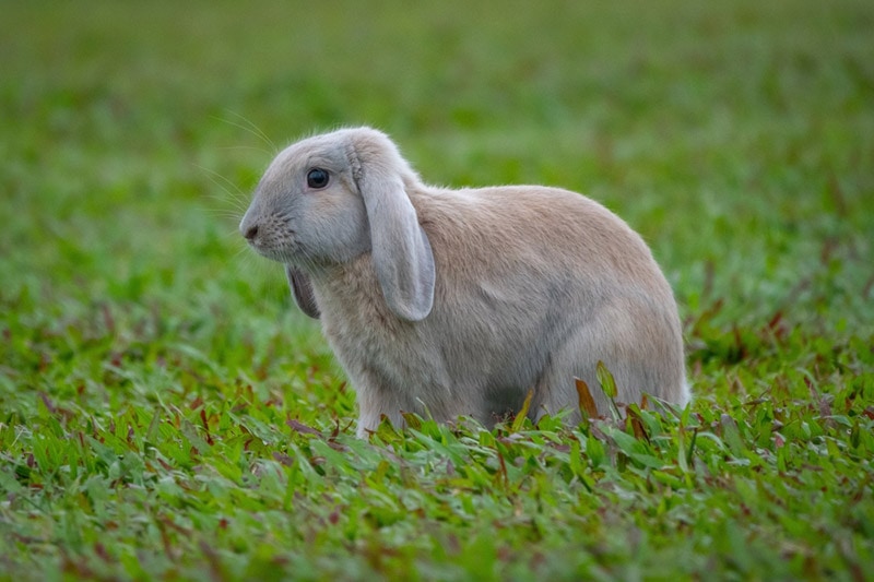 french lop rabbit in the meadow