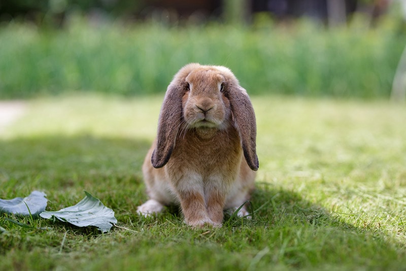 Types Of Lop Rabbits With Pictures Hepper