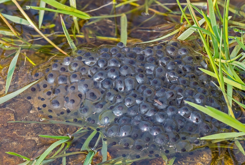frog eggs in the pond