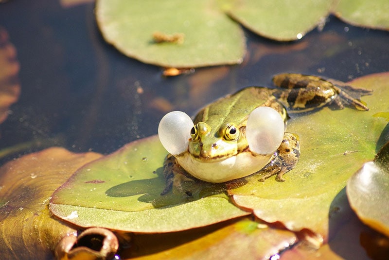 frog on a leaf croaking