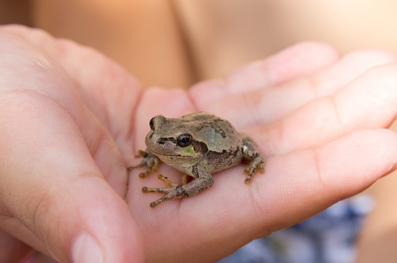 frog pet