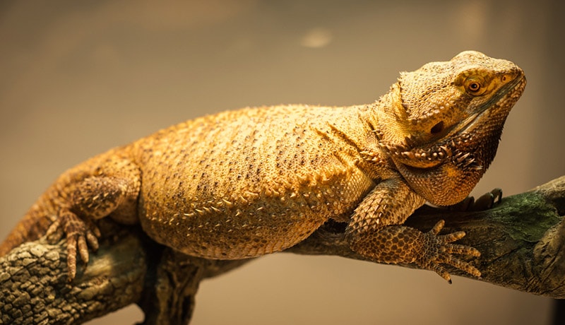 german giant bearded dragon basking near the heat lamp