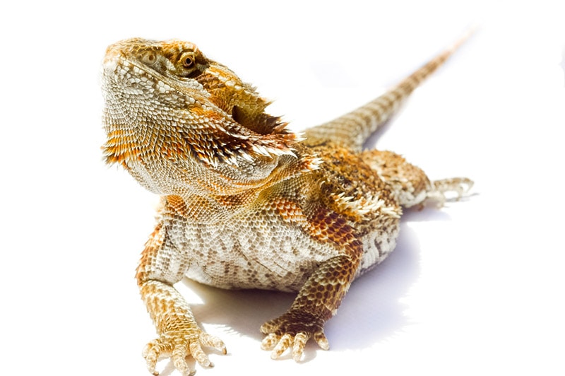 german giant bearded dragon in white background