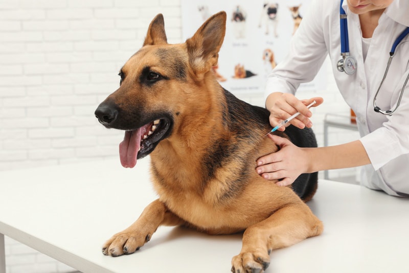 german shepherd having vaccine