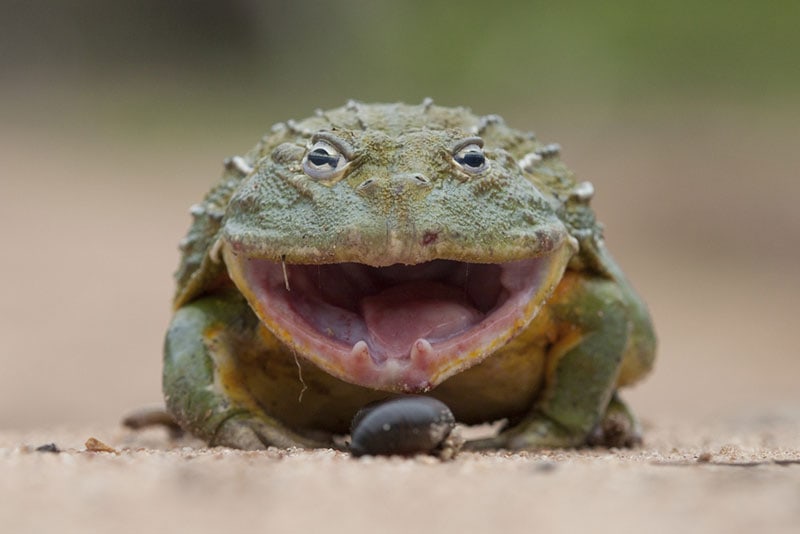 giant african bullfrog with mouth open