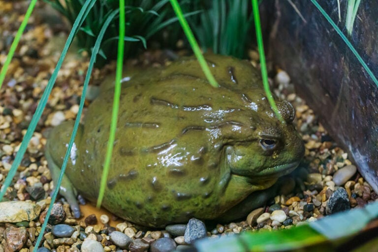 Do African Bullfrogs Make Good Pets? Facts & FAQ Hepper