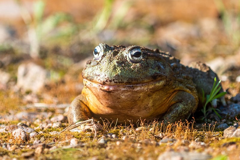 giant male african bullfrog or pixie frog sunbathing outdoor