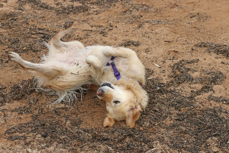 golden retriever dog rolling in the sand
