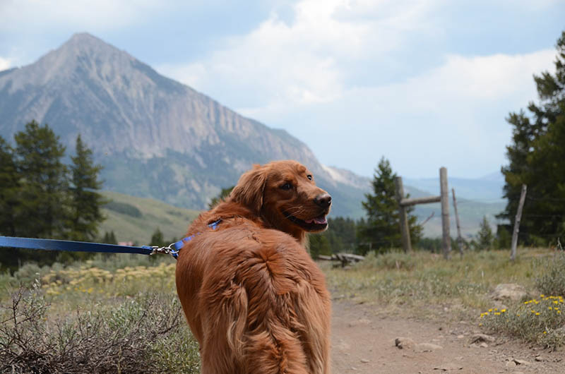 golden retriever with leash hiking