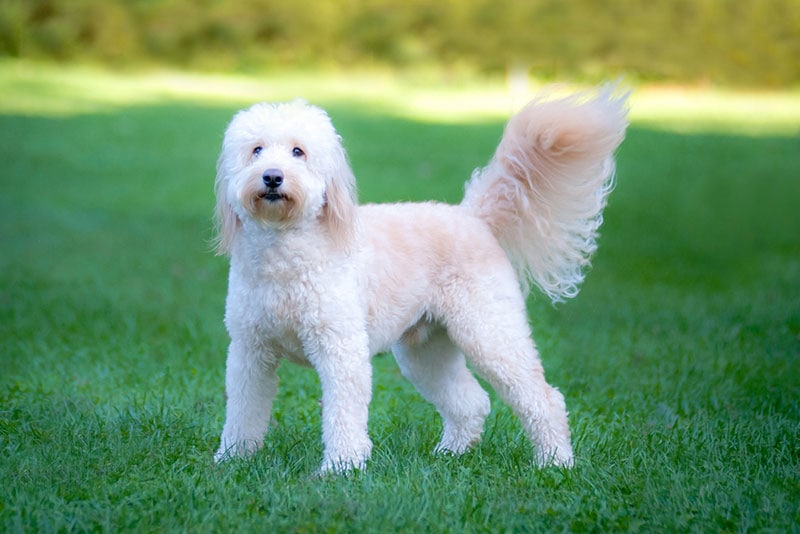 goldendoodle dog standing on grass