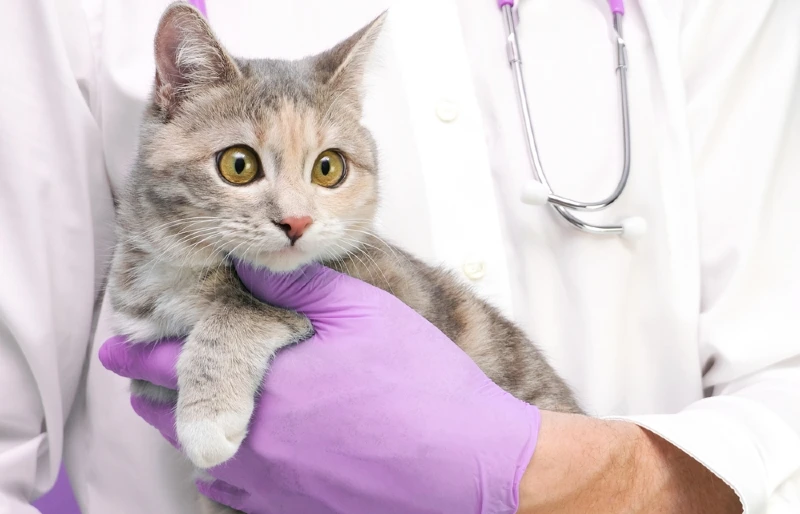 gray tabby cat carried by the vet