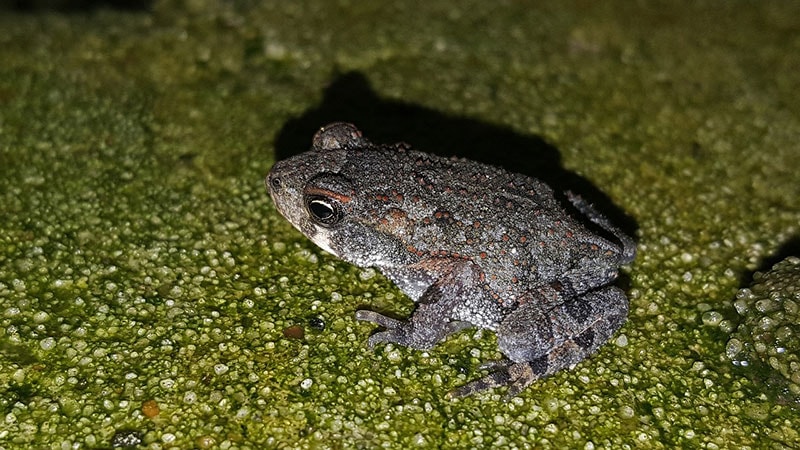 gray tree frog on the ground