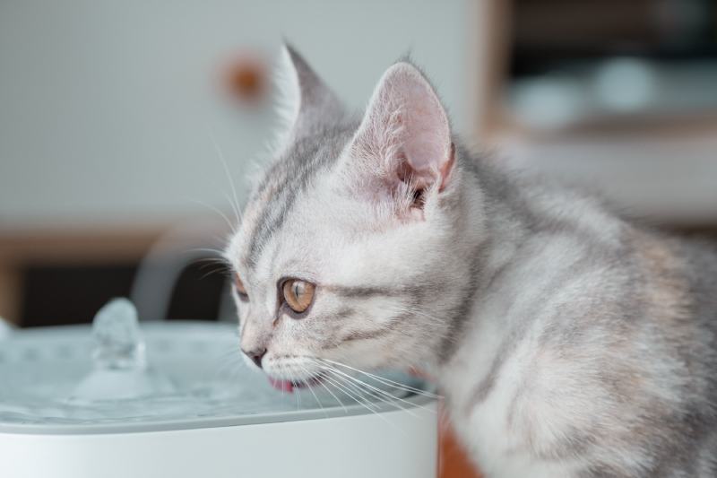 grey and white kitten drinking water at the pet drinking fountain