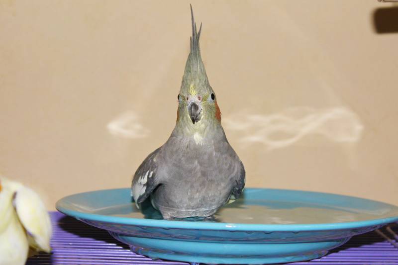 grey cockatiel parrot taking a bath