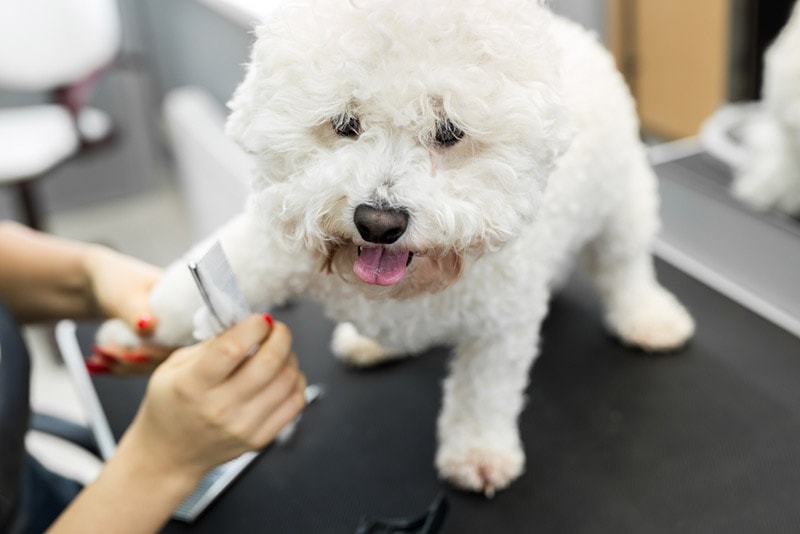 groomer combing bichon frise dog