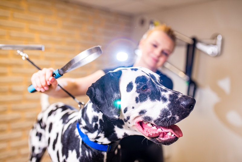 groomer combing wool of dalmatian