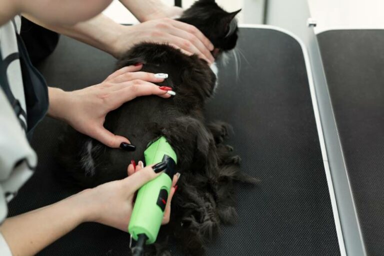 How to Shave a Cat’s Bum 7 VetApproved Steps Hepper