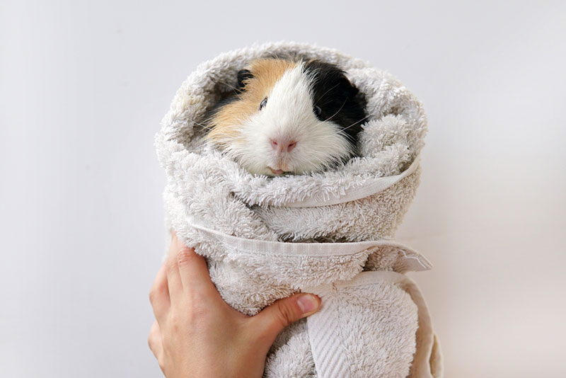 guinea pig getting dried with a towel