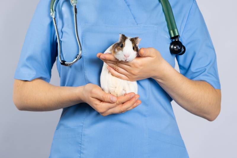 guinea pig in the hands of a veterinarian in a blue uniform with a phonendoscope around her neck