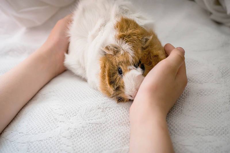 guinea pig licking human hand