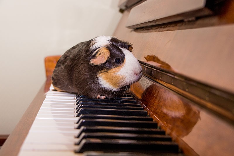 guinea pig on the piano