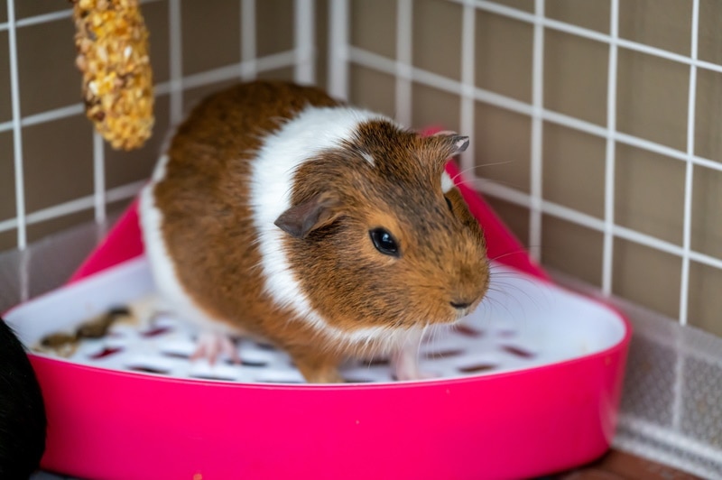 guinea pig sitting in litter pan