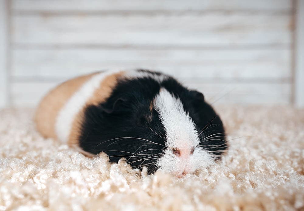 guinea pig sleeping in its cage