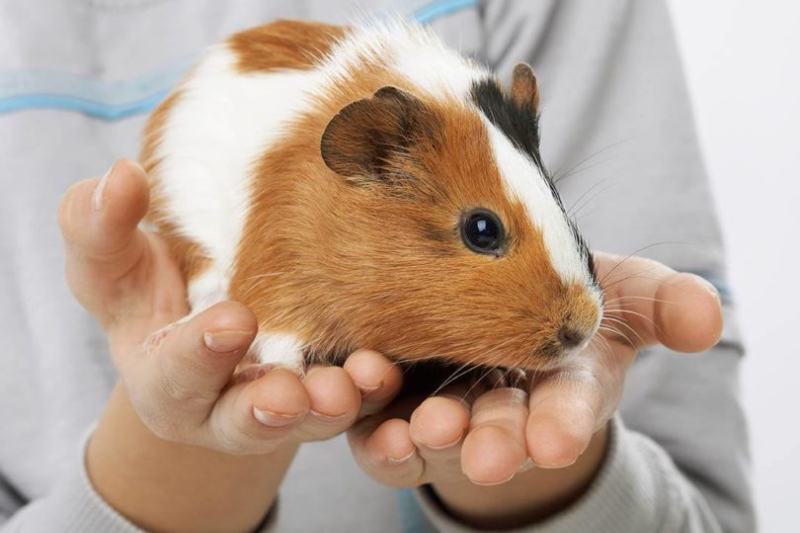 hands holding guinea pig