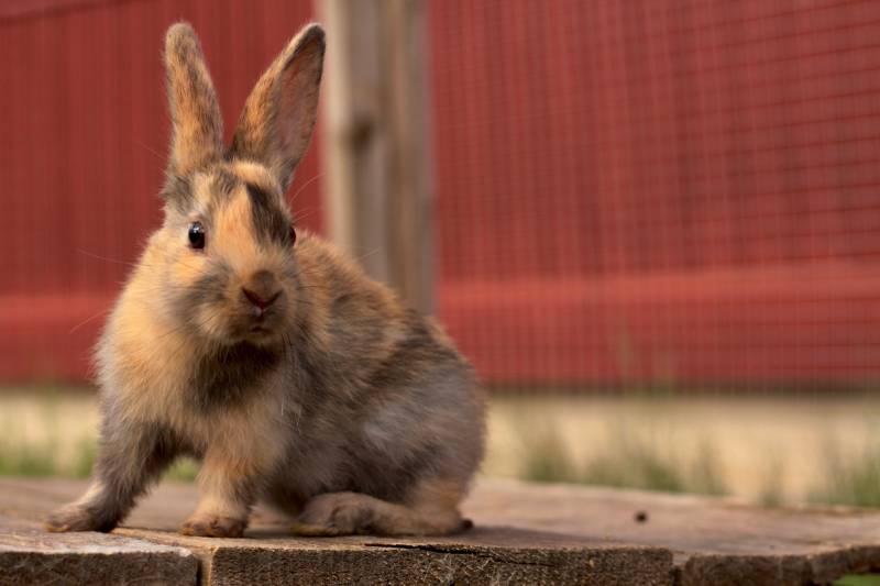 harlequin Gotland rabbit sitting outside