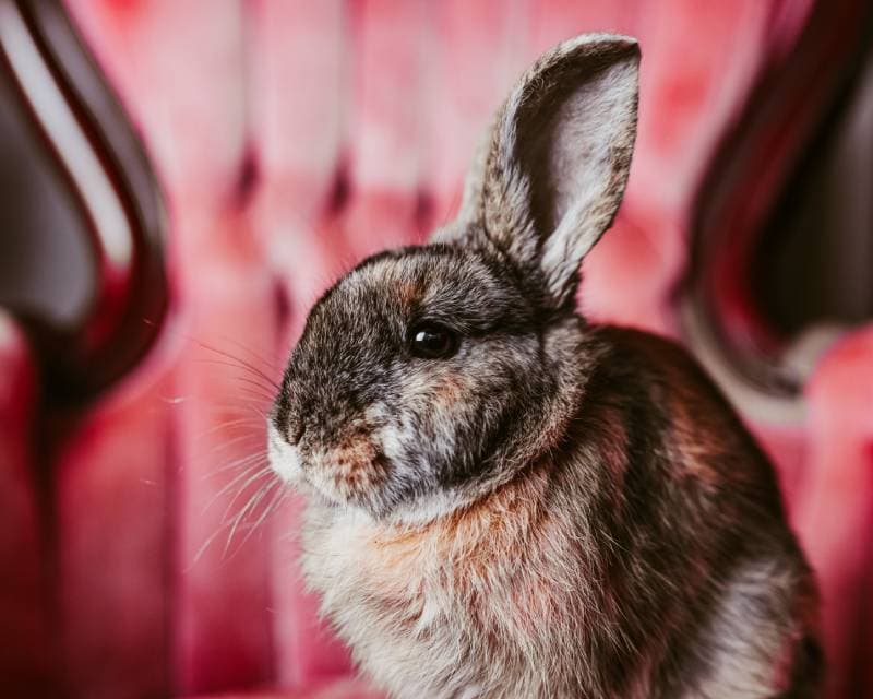 harlequin bunny rabbit in antique chair