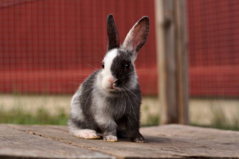 harlequin gotland rabbit sitting outside