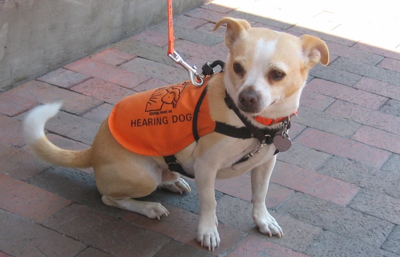 harnessed hearing dog