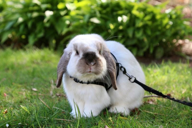 holland lop bunny wearing a halter with a leash