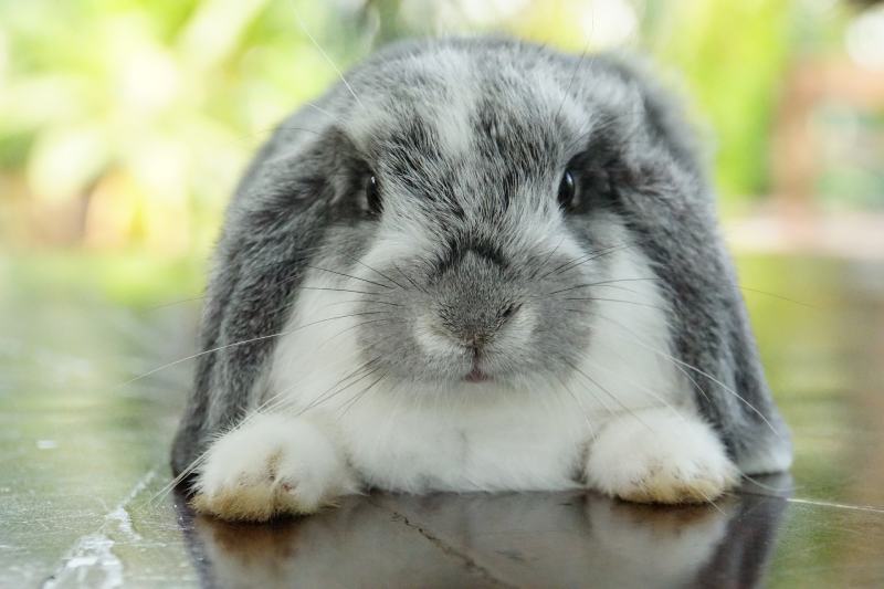 How Much Does a Holland Lop Bunny Cost? 2024 Price Guide Hepper
