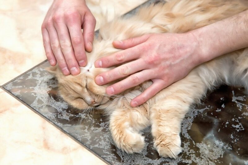 human removing tick from a cat