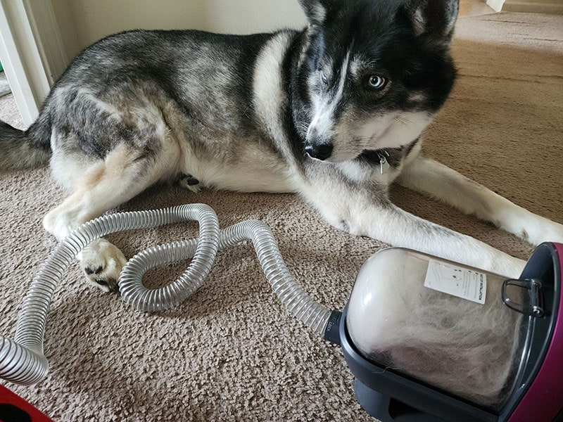 Husky online grooming kit