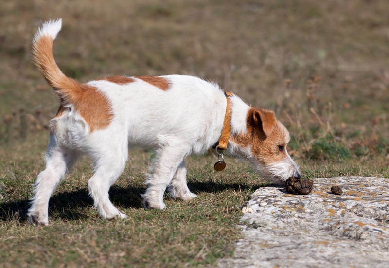 jack russel dog smelling poop