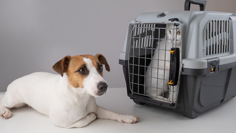 jack russell terrier dog lying next to a white fluffy cat in a cage
